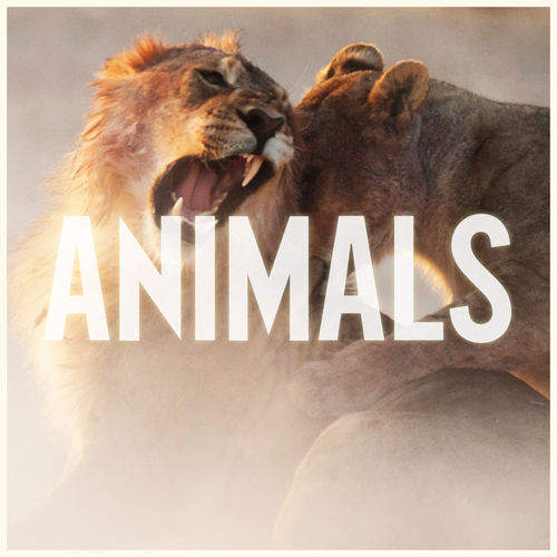 Maroon 5 – Animals